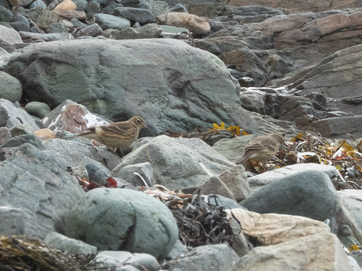 American Pipit - ML624153258