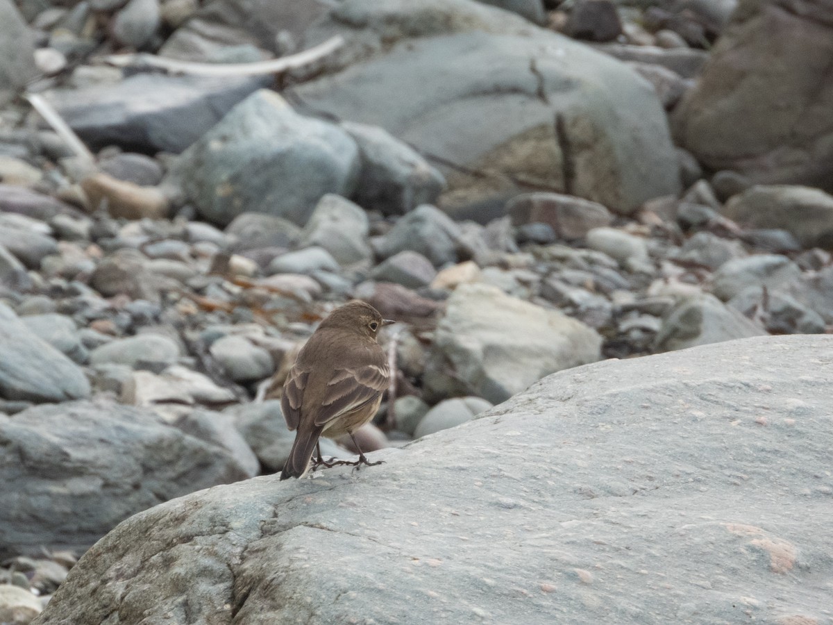 American Pipit - Patrick Kramer