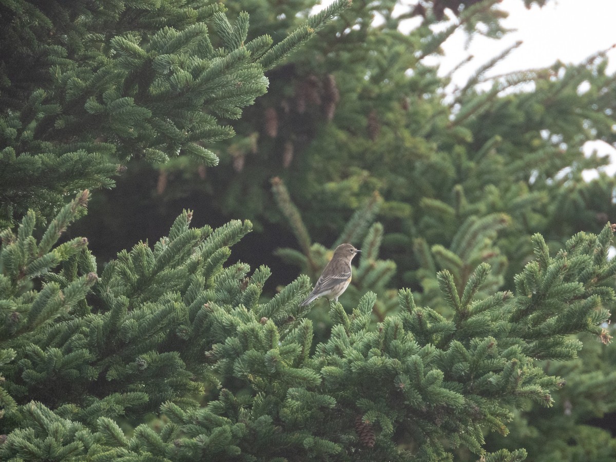 Yellow-rumped Warbler - ML624153271