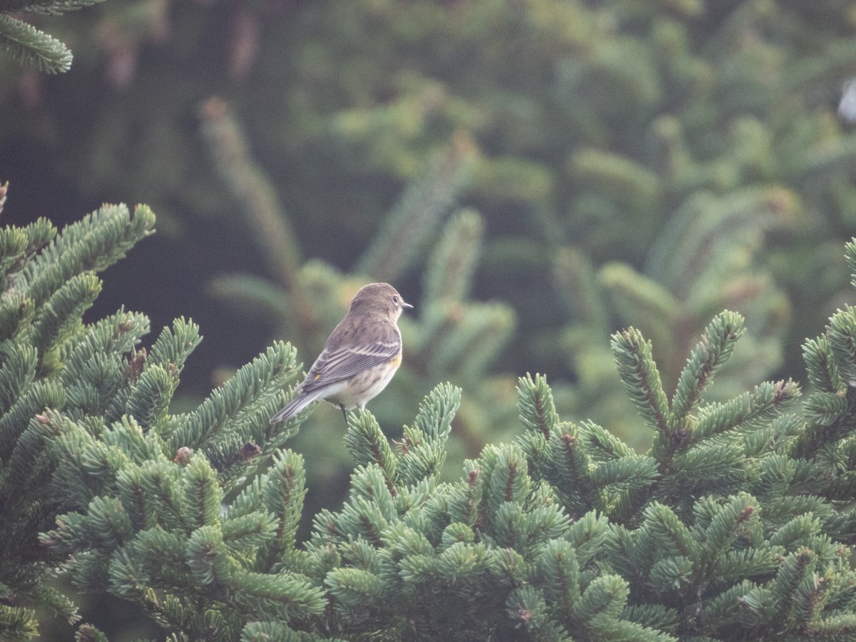 Yellow-rumped Warbler - ML624153272