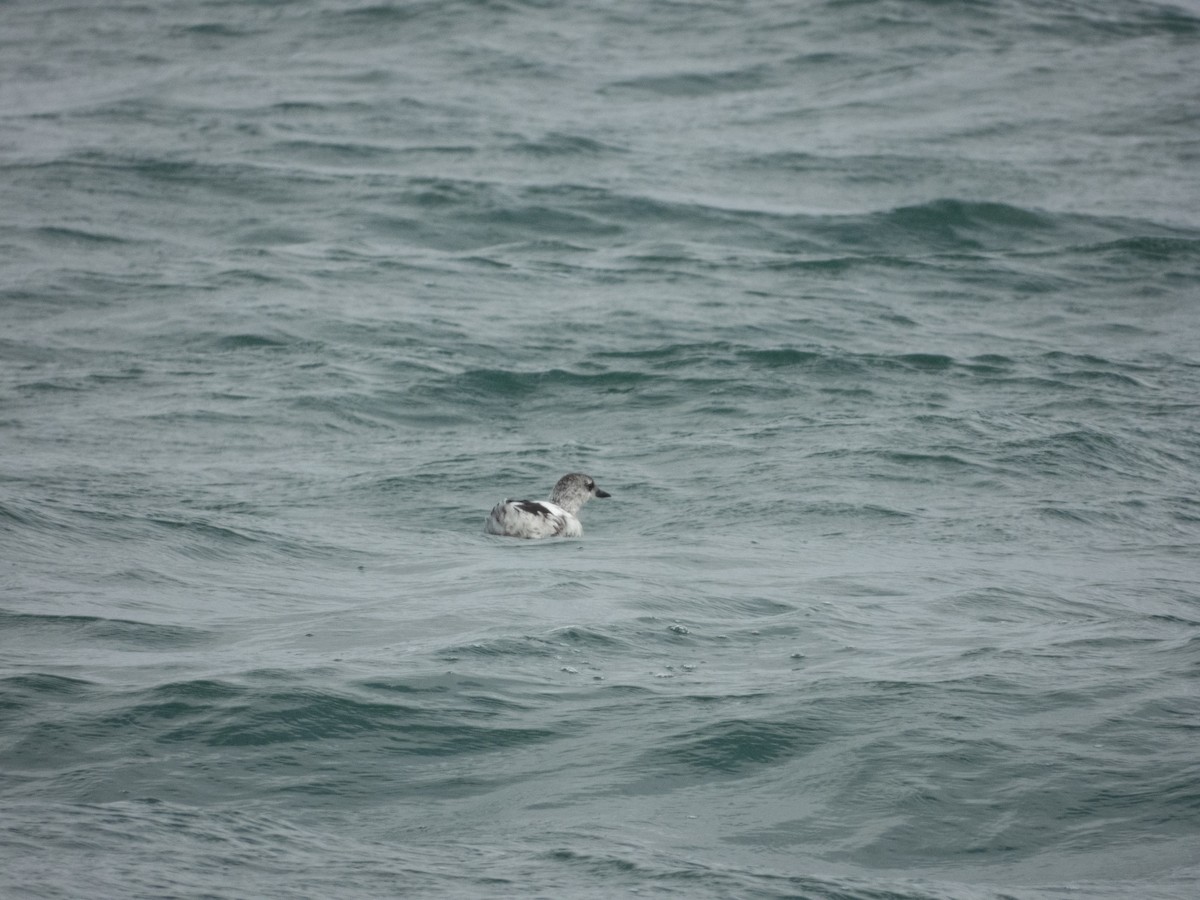 Black Guillemot - ML624153273