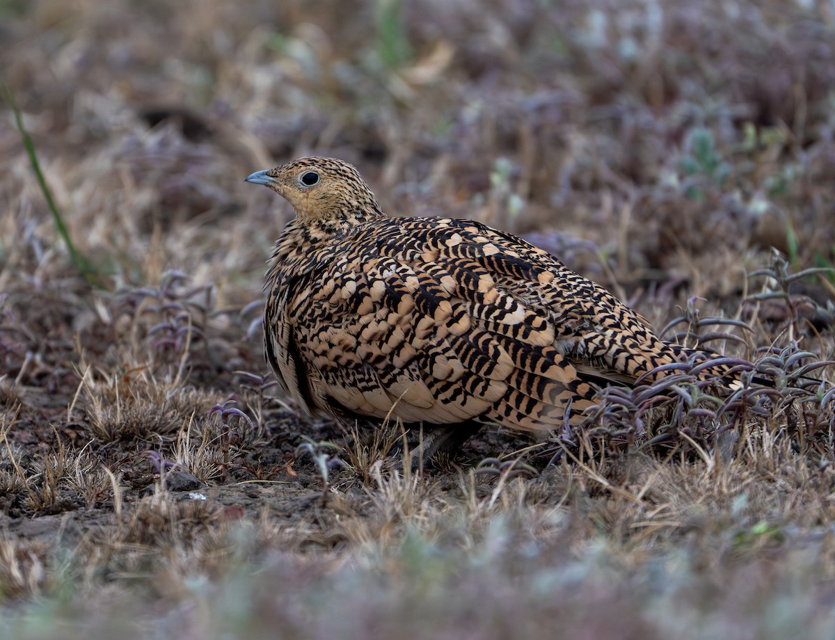 Chestnut-bellied Sandgrouse - ML624153311