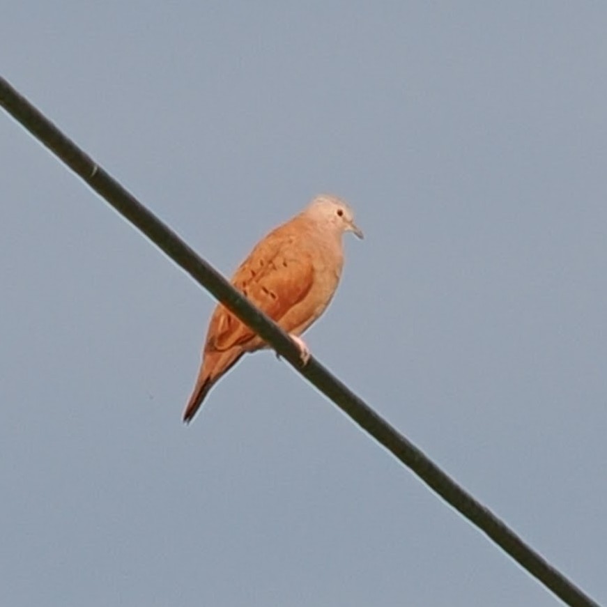 Ruddy Ground Dove - Heidi Belinsky