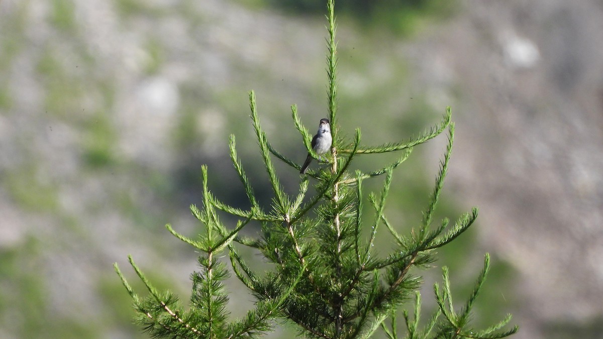 Eurasian Blackcap - Bruno Caula