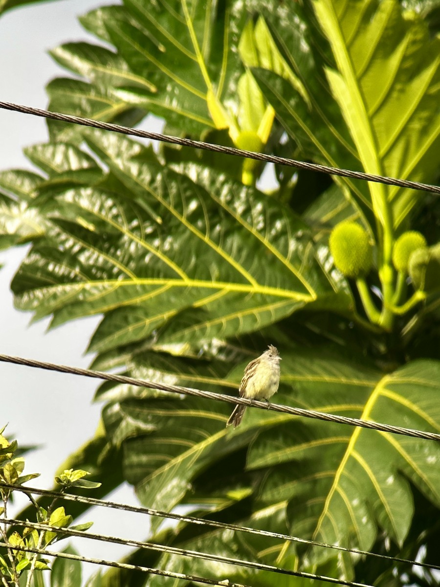 Yellow-bellied Elaenia - ML624153380