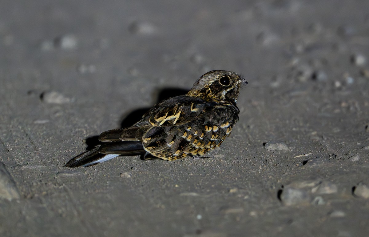 Indian Nightjar - ML624153385