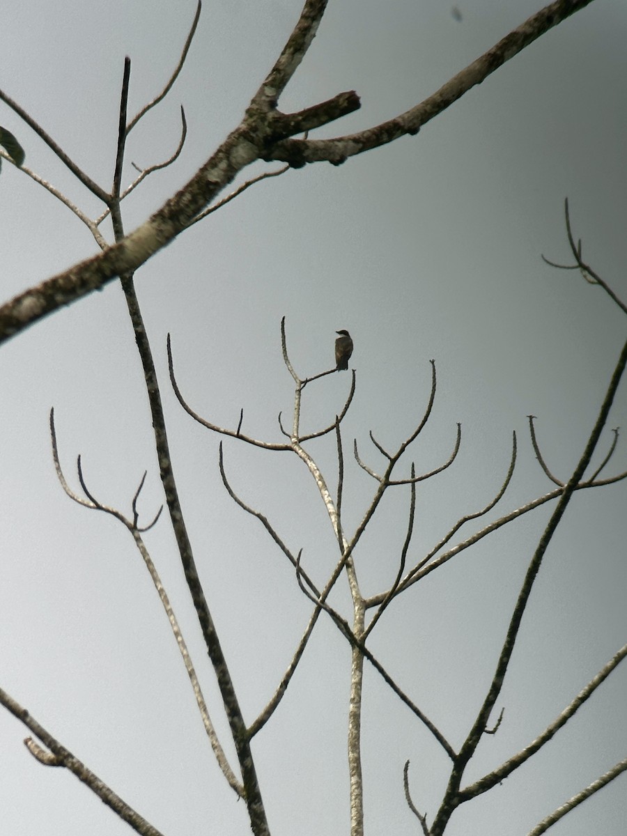 Eastern Kingbird - Luis Enrique Fernández Sánchez