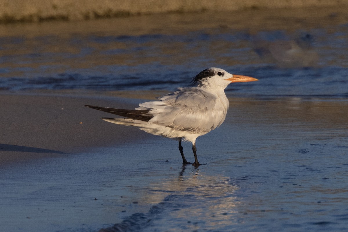 Royal Tern - ML624153440