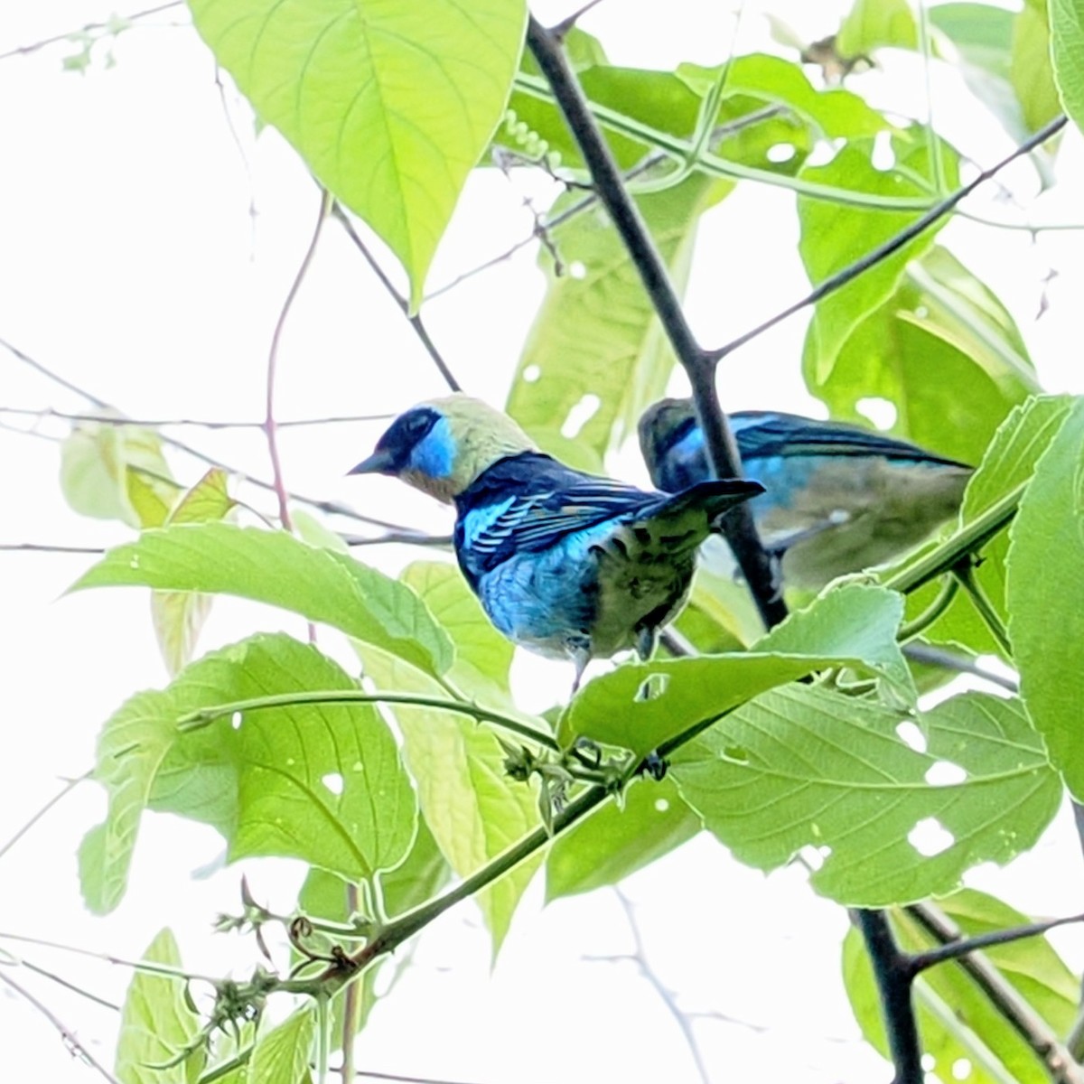 Golden-hooded Tanager - ML624153450