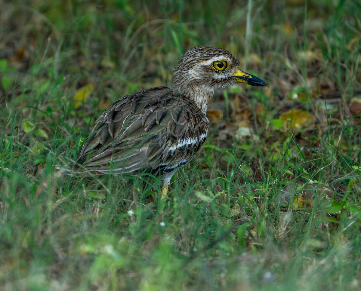 Indian Thick-knee - ML624153451