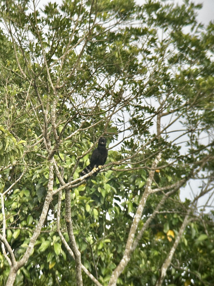 Black Hawk-Eagle - Luis Enrique Fernández Sánchez