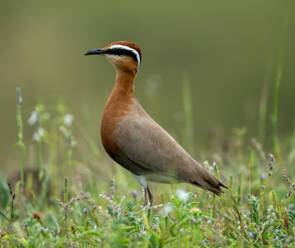 Indian Courser - ML624153490