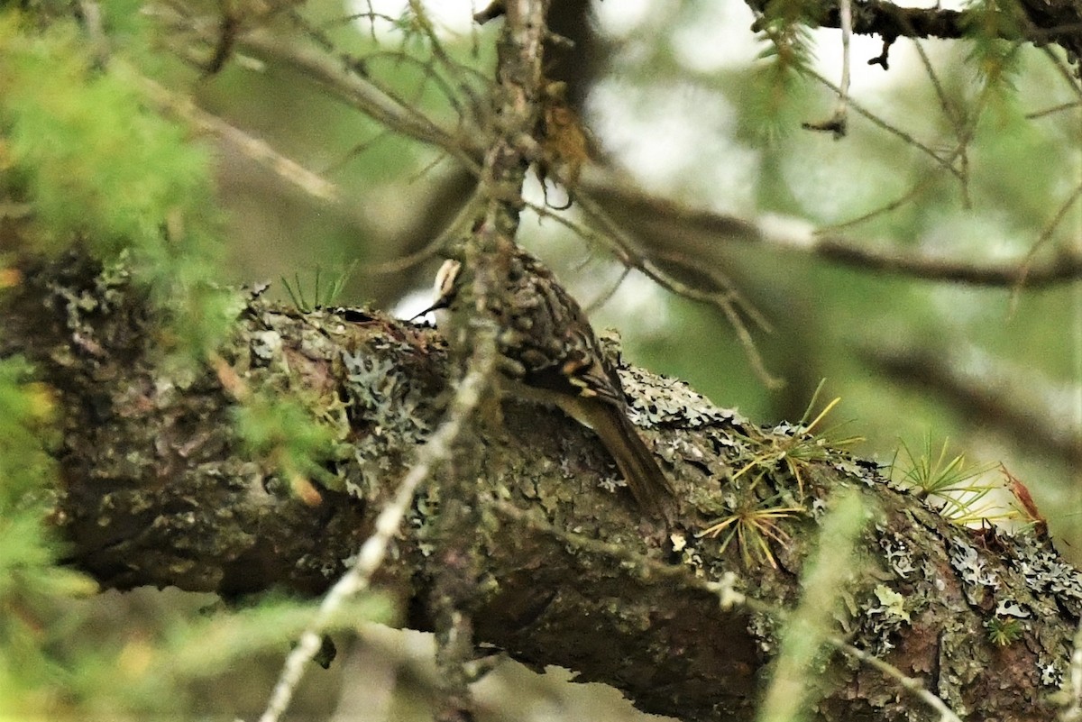 Brown Creeper - ML624153516