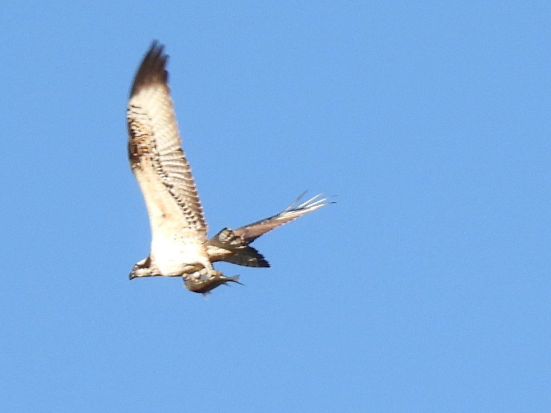 Osprey - ML624153538