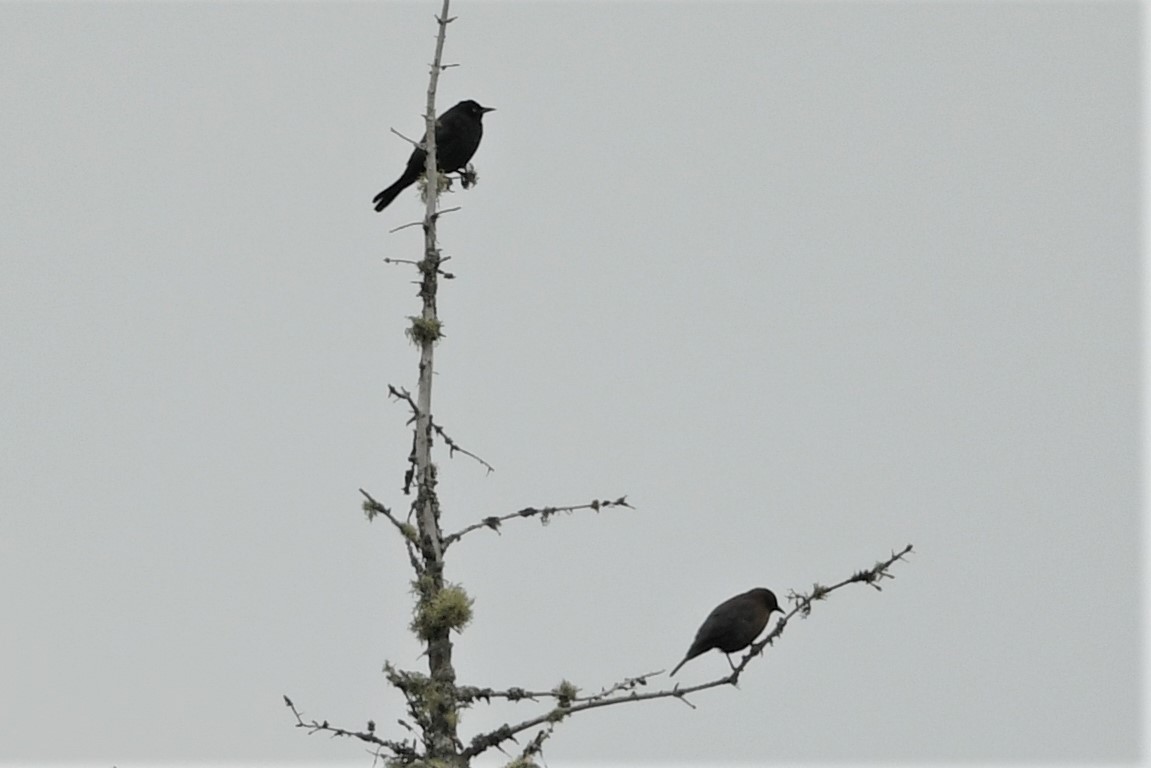 Rusty Blackbird - ML624153543