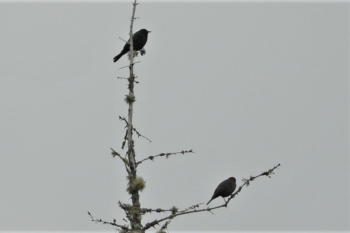 Rusty Blackbird - ML624153544