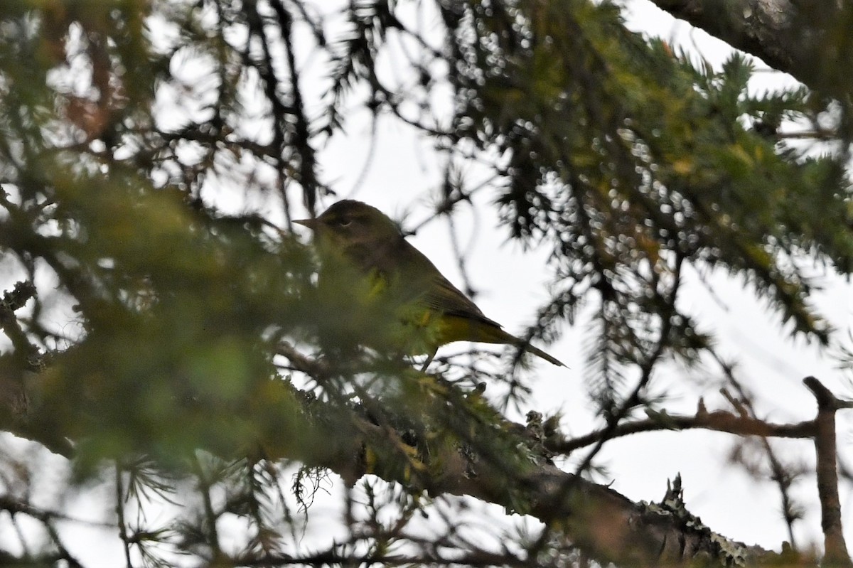 Palm Warbler (Yellow) - ML624153556