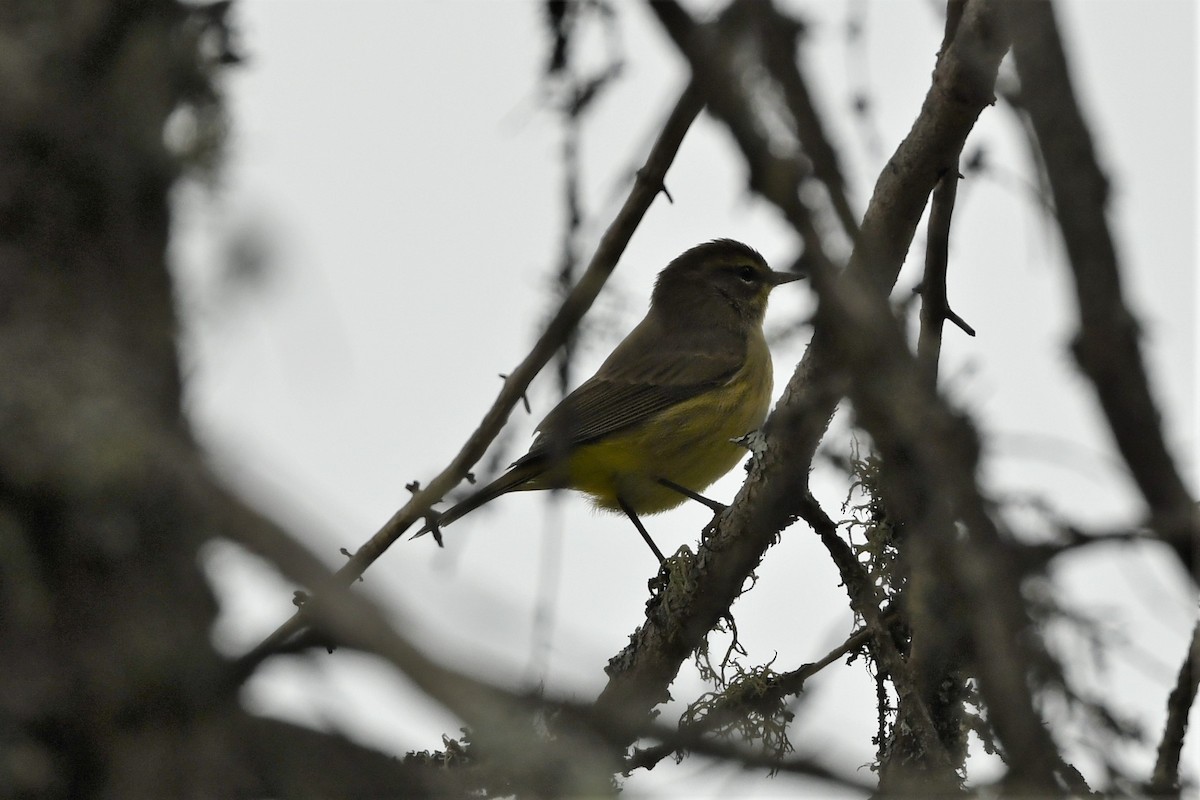 Palm Warbler (Yellow) - ML624153557