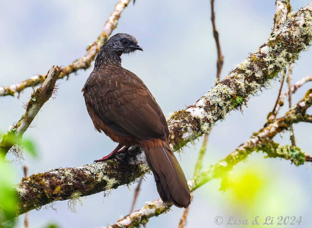 Andean Guan - ML624153565