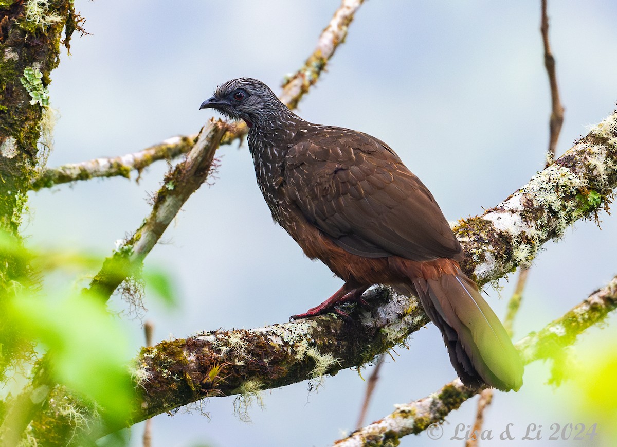 Andean Guan - ML624153566