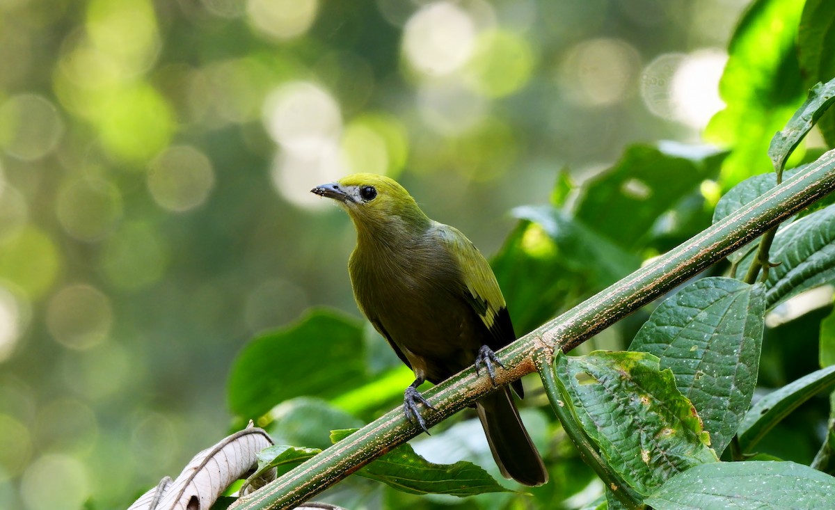 Palm Tanager - ML624153573