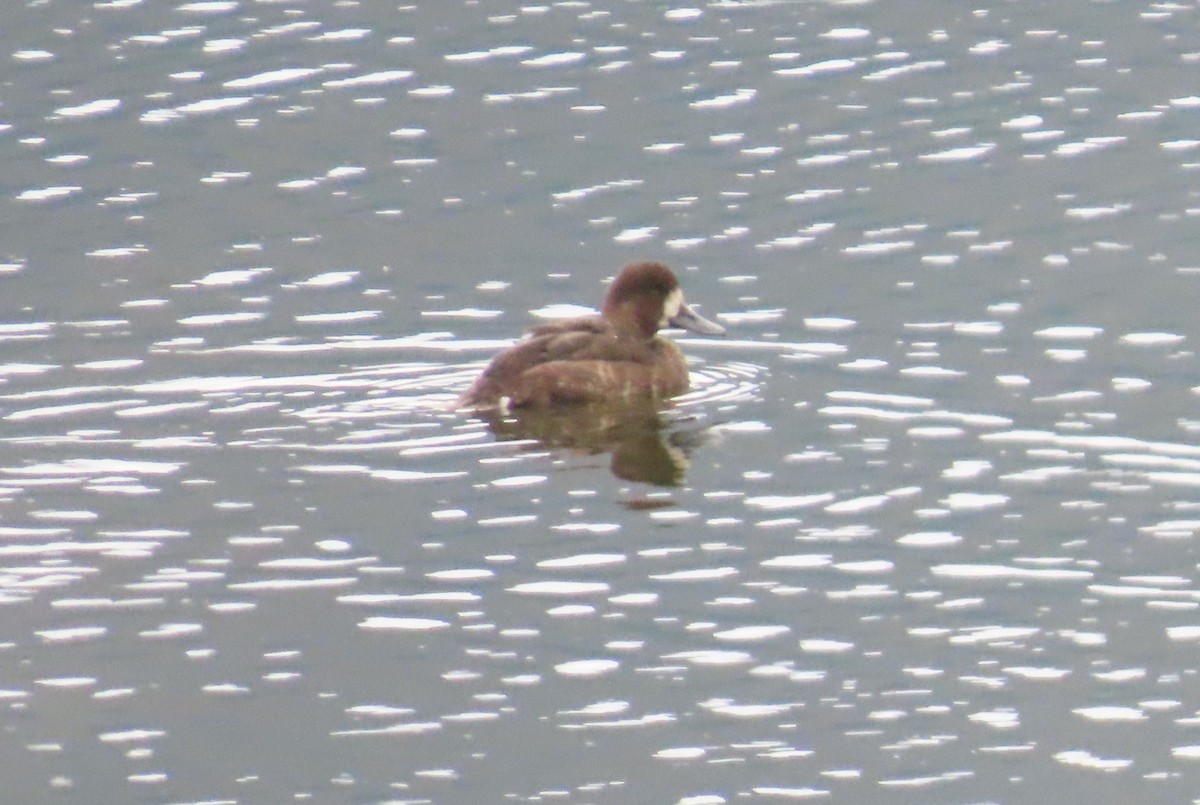 Lesser Scaup - ML624153580