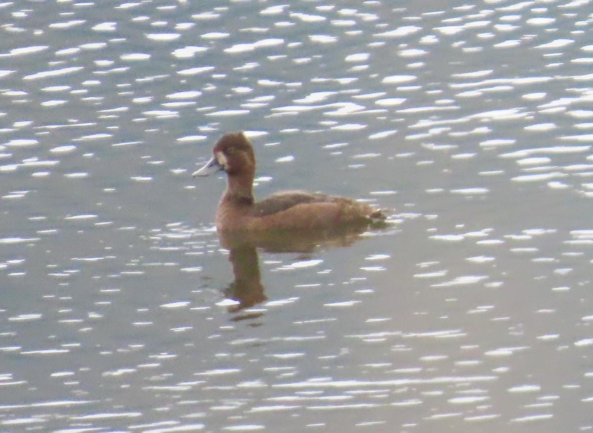 Lesser Scaup - ML624153581