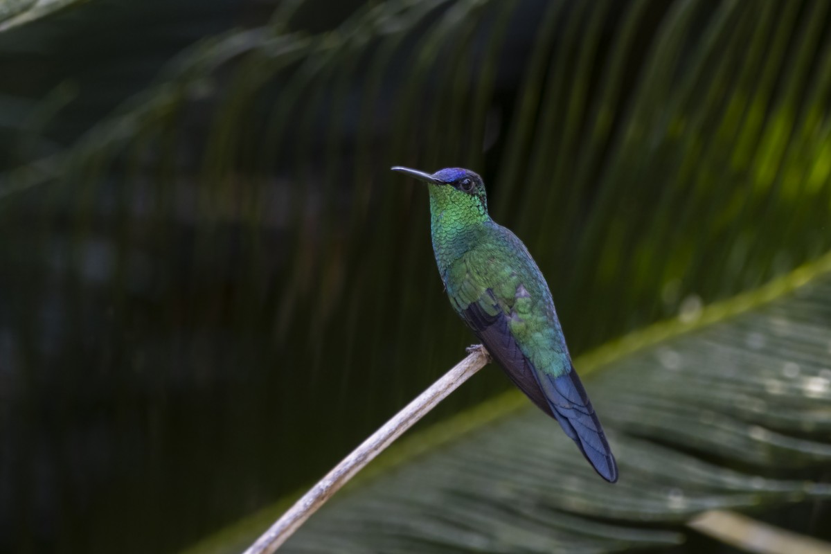 Violet-capped Woodnymph - ML624153593