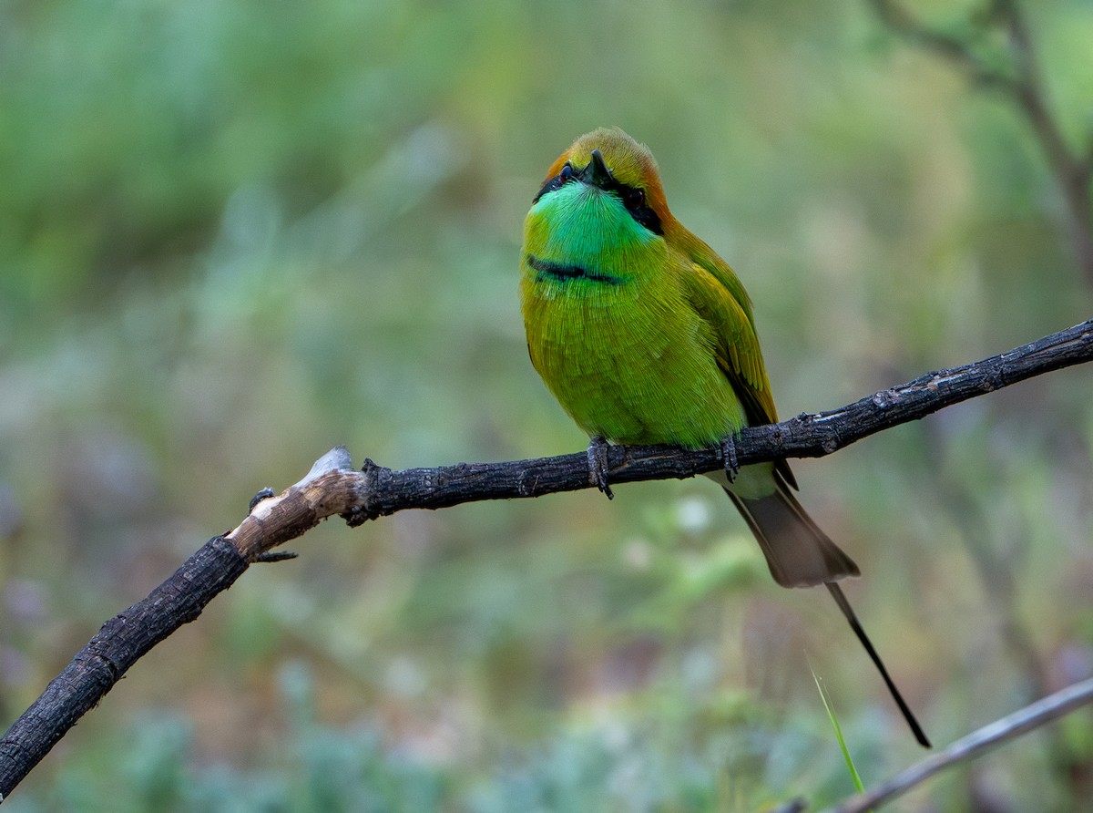 Asian Green Bee-eater - ML624153596