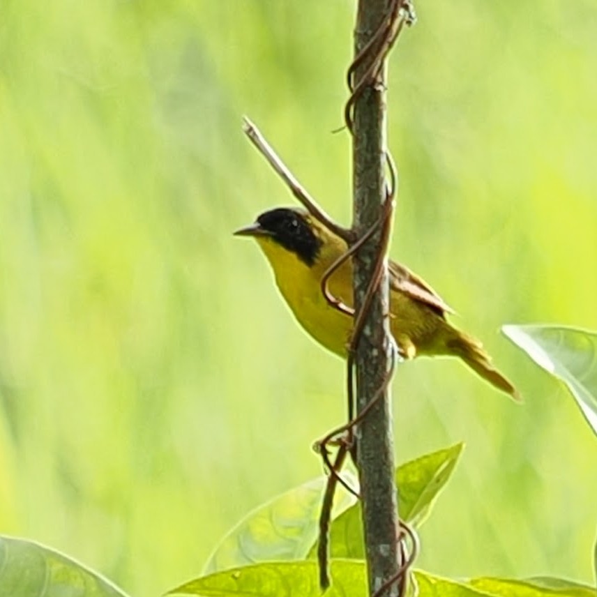 Olive-crowned Yellowthroat - ML624153607