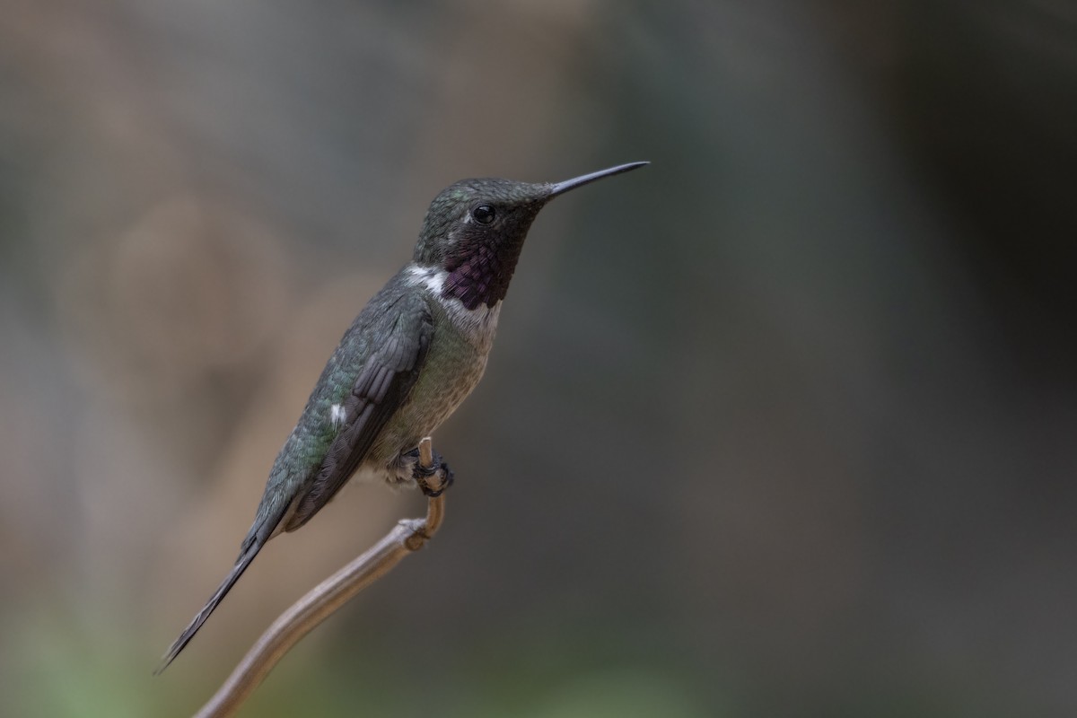 Colibrí Amatista - ML624153630