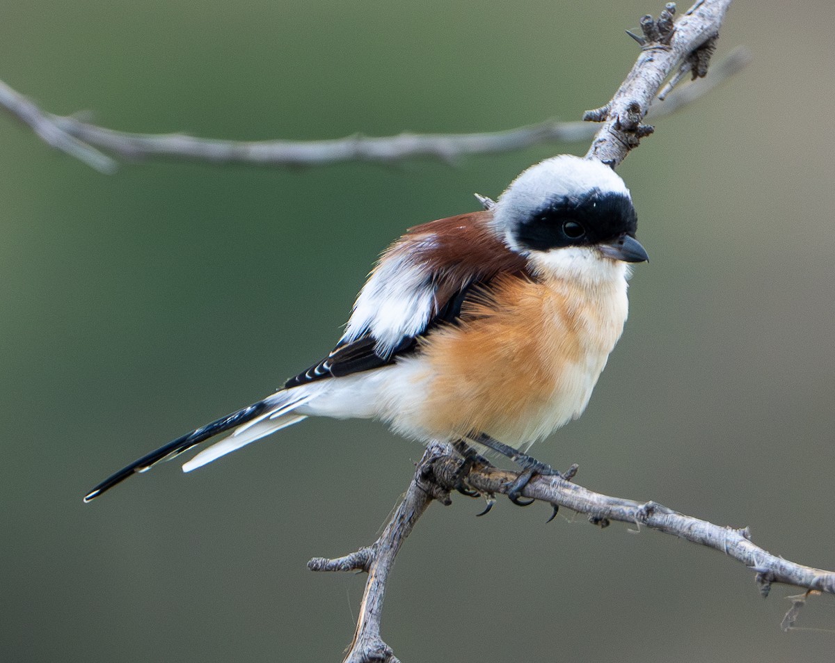 Bay-backed Shrike - ML624153693