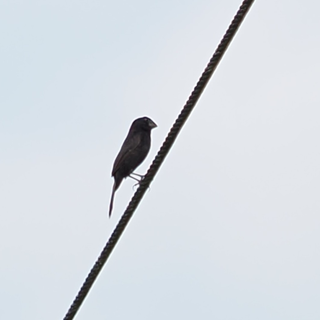 Thick-billed Seed-Finch - ML624153695