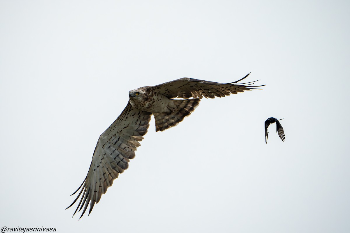 Short-toed Snake-Eagle - Raviteja Patnala