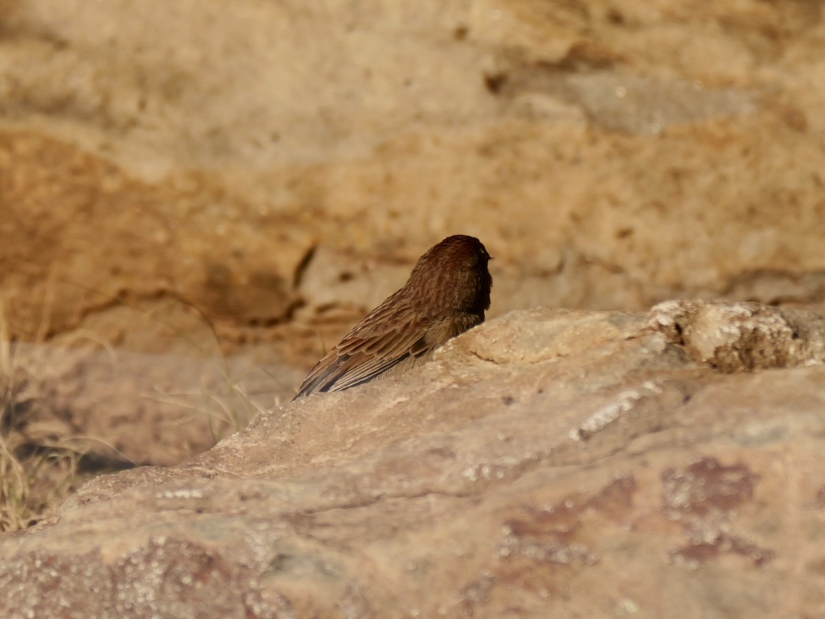 Rufous-crowned Sparrow - Brett Hartl