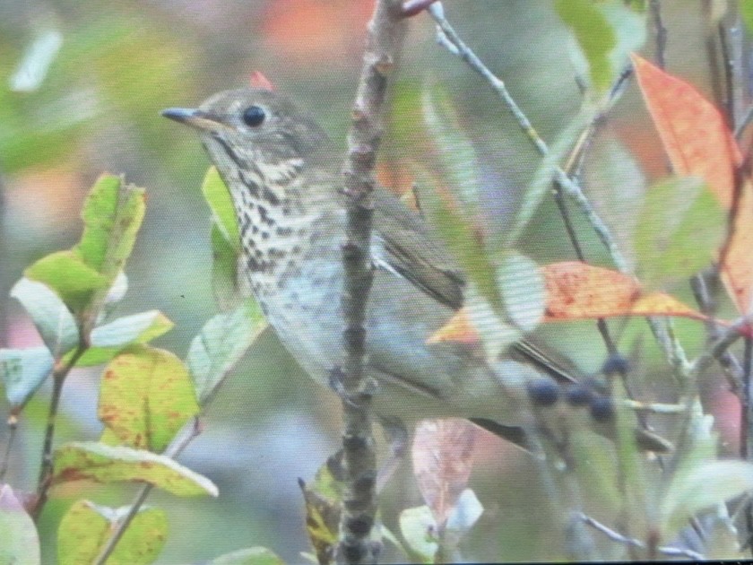 Gray-cheeked Thrush - ML624153739