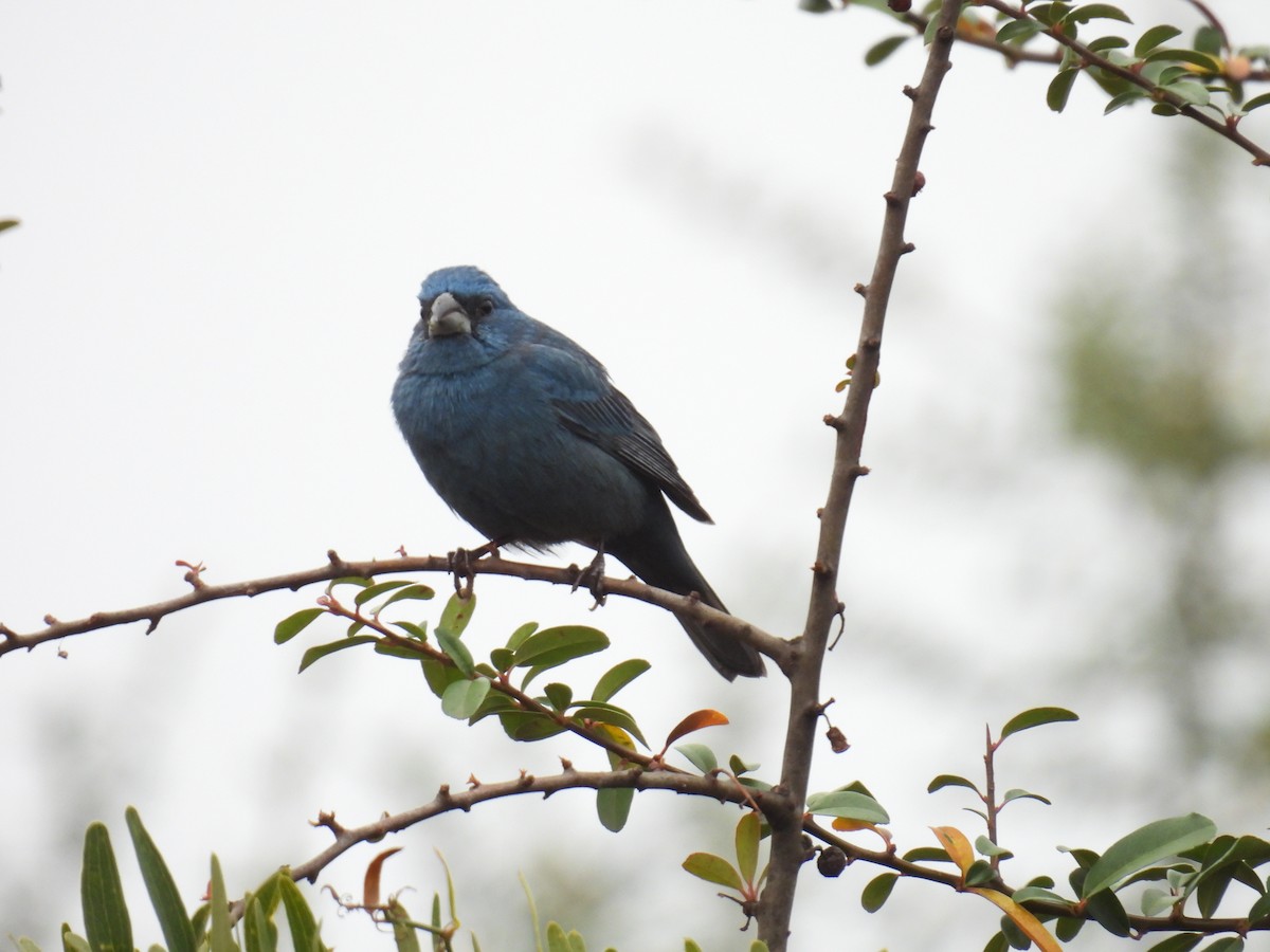 Glaucous-blue Grosbeak - ML624153743