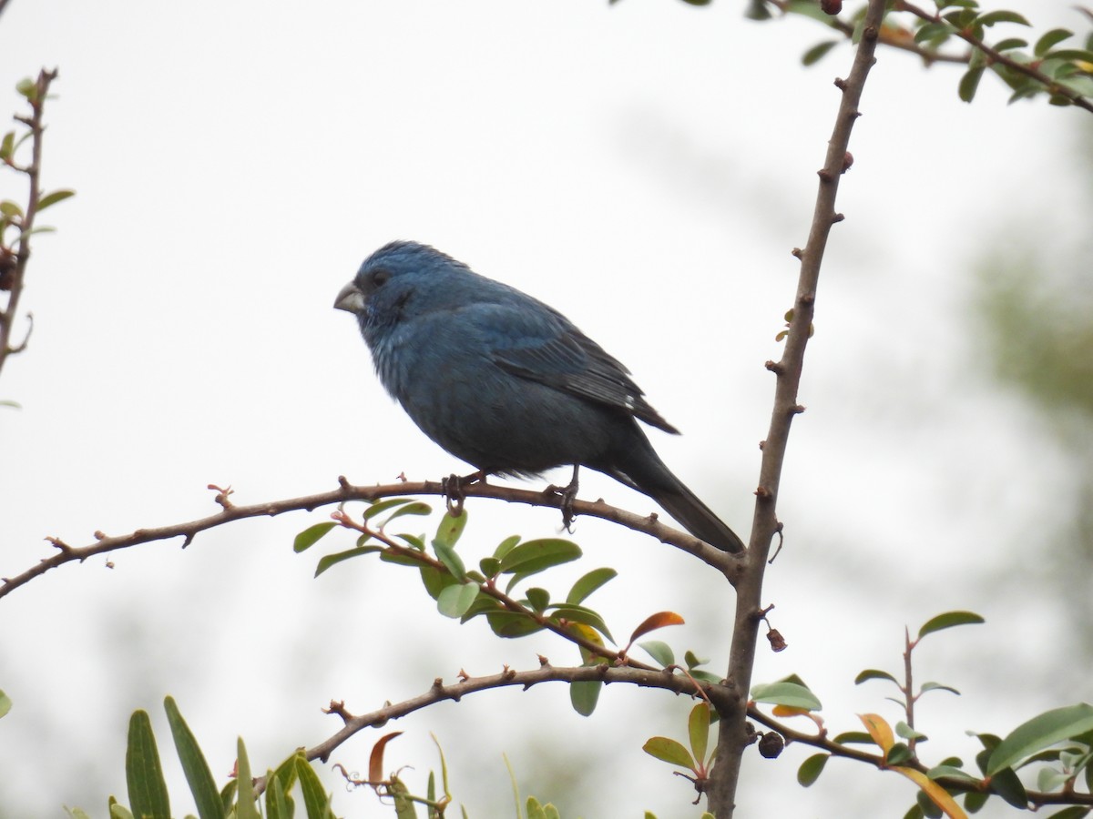 Glaucous-blue Grosbeak - ML624153744