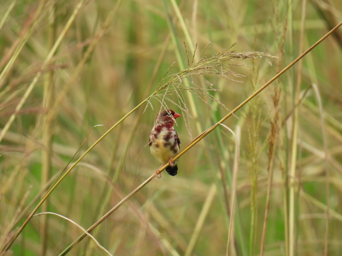 Red Avadavat - ML624153745