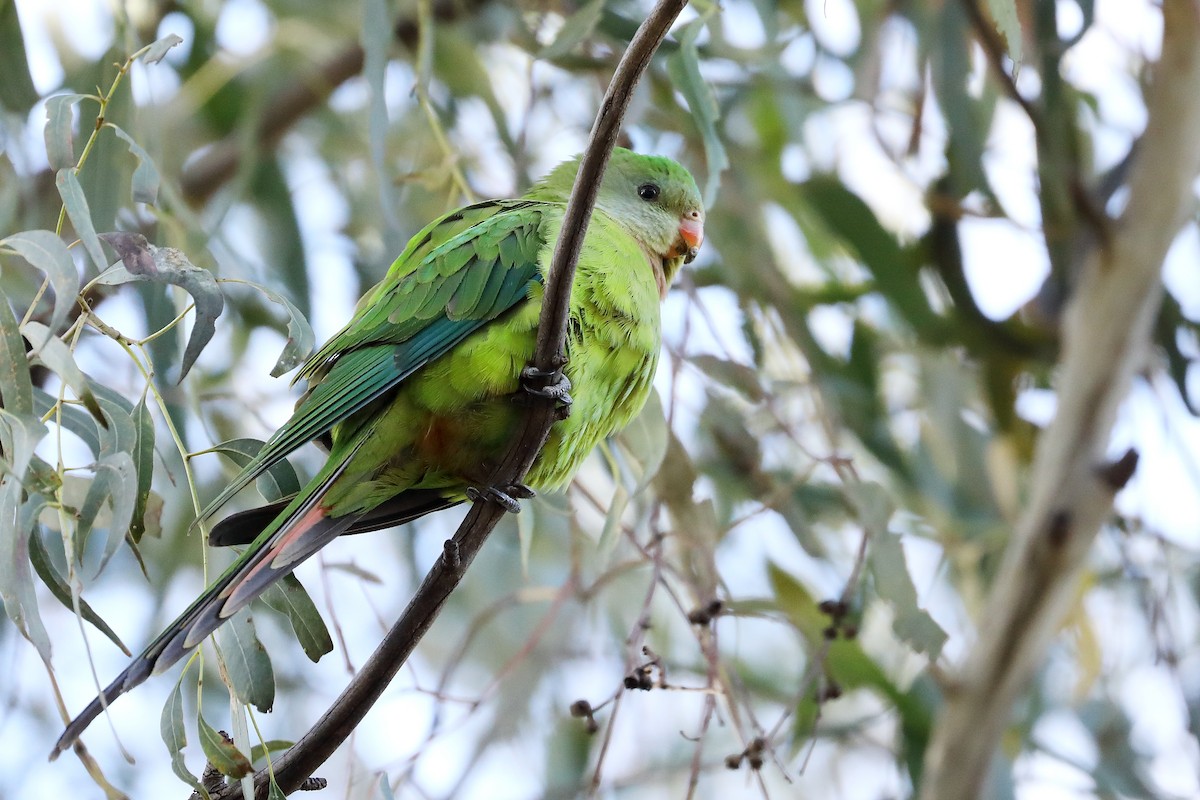 Superb Parrot - ML624153752