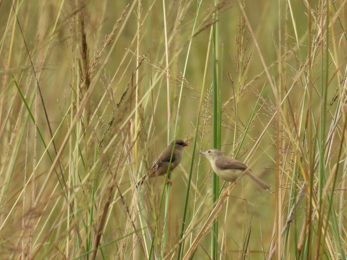 Red Avadavat - Sumedhbodhi Waghmare