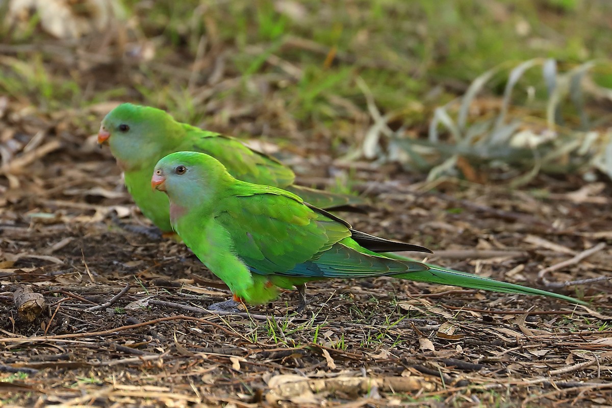 Superb Parrot - ML624153754