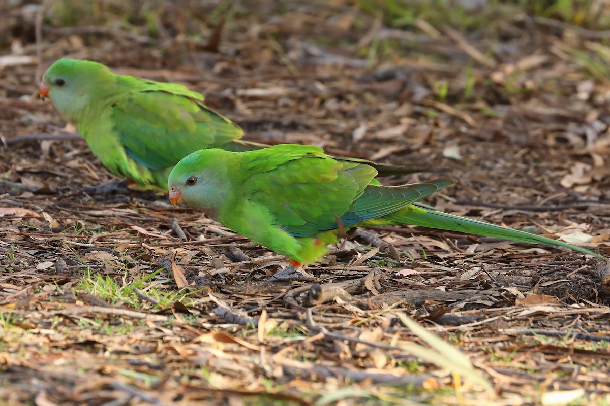 Superb Parrot - ML624153755