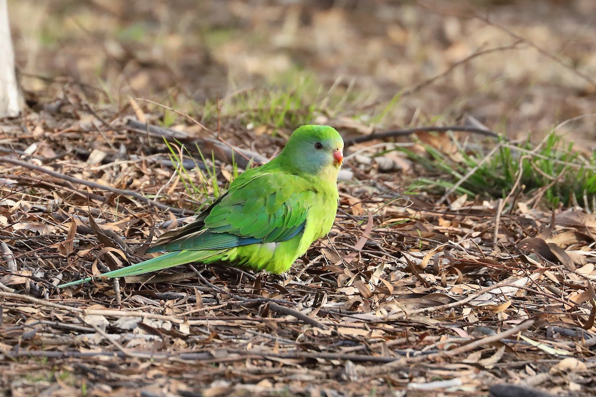 Superb Parrot - ML624153756