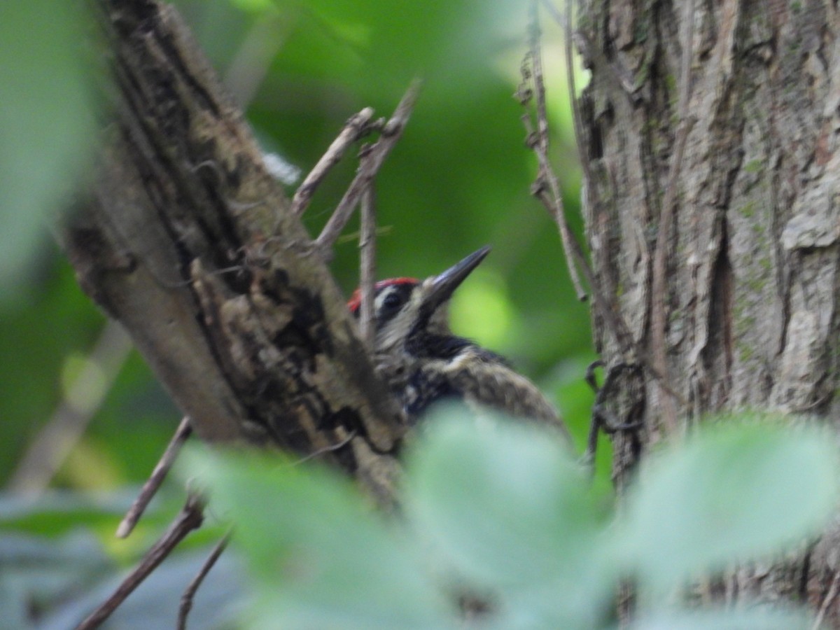 Yellow-bellied Sapsucker - ML624153758