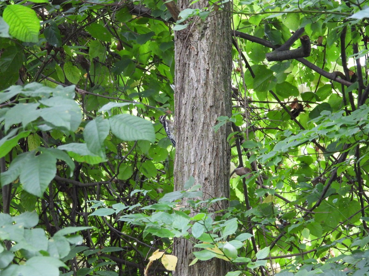 Yellow-bellied Sapsucker - ML624153759