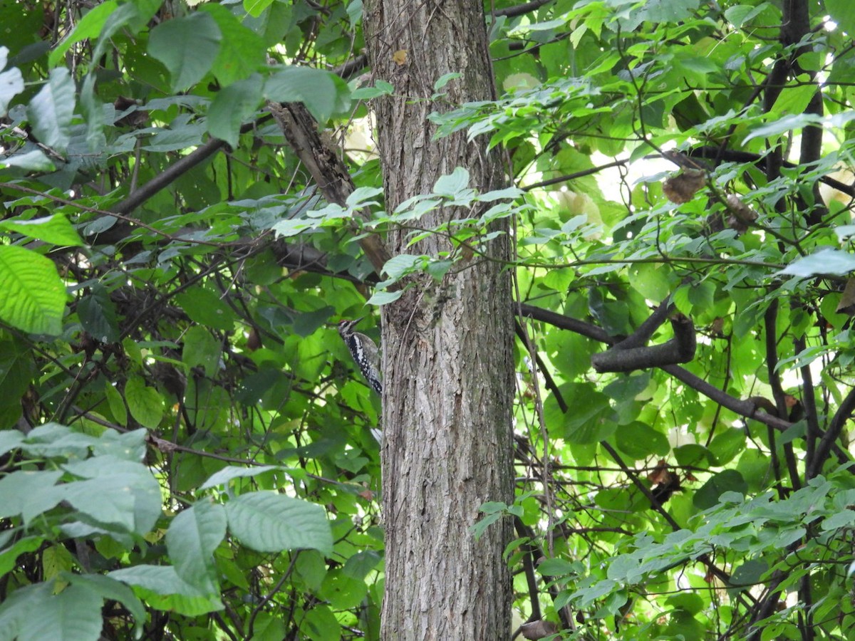 Yellow-bellied Sapsucker - ML624153760