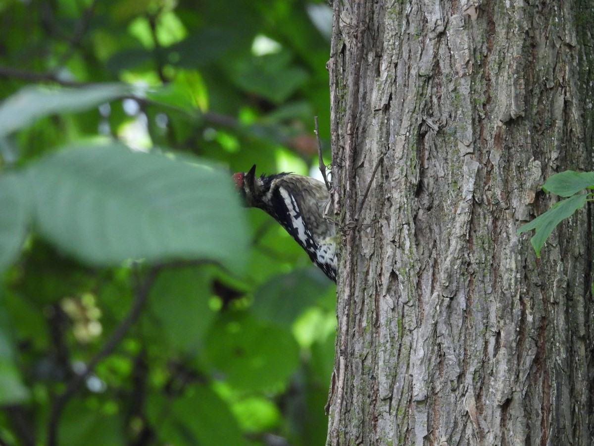 Yellow-bellied Sapsucker - ML624153761