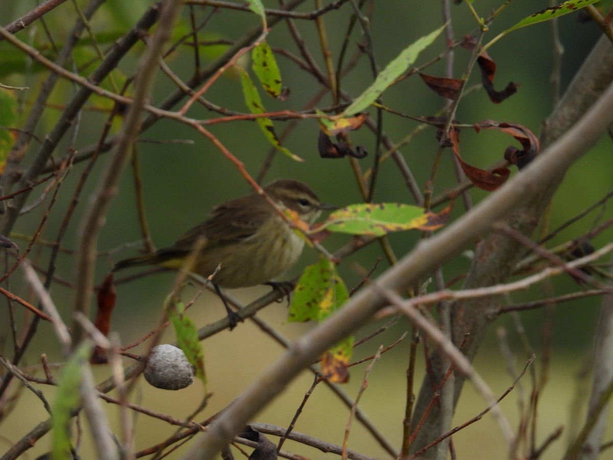 Palm Warbler - ML624153774