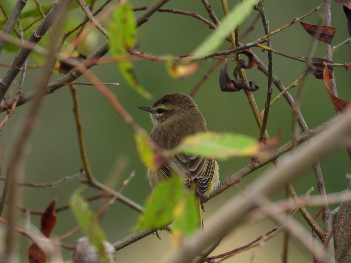 Palm Warbler - ML624153775